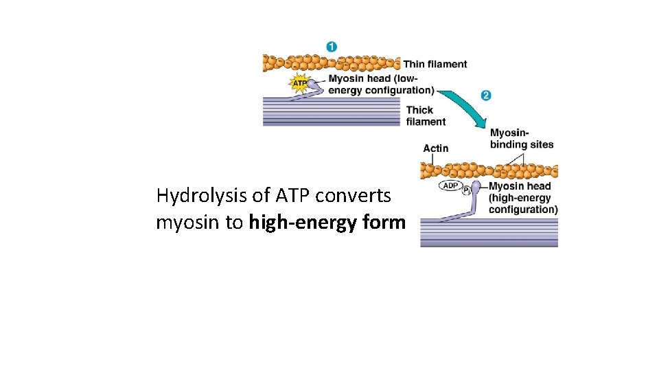 Hydrolysis of ATP converts myosin to high-energy form 