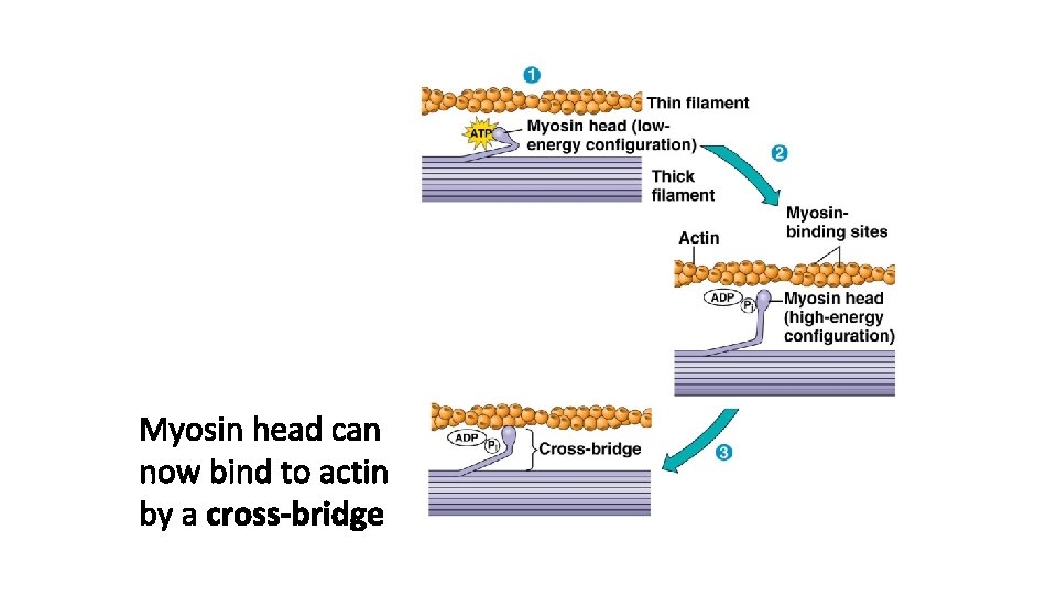 Myosin head can now bind to actin by a cross-bridge 