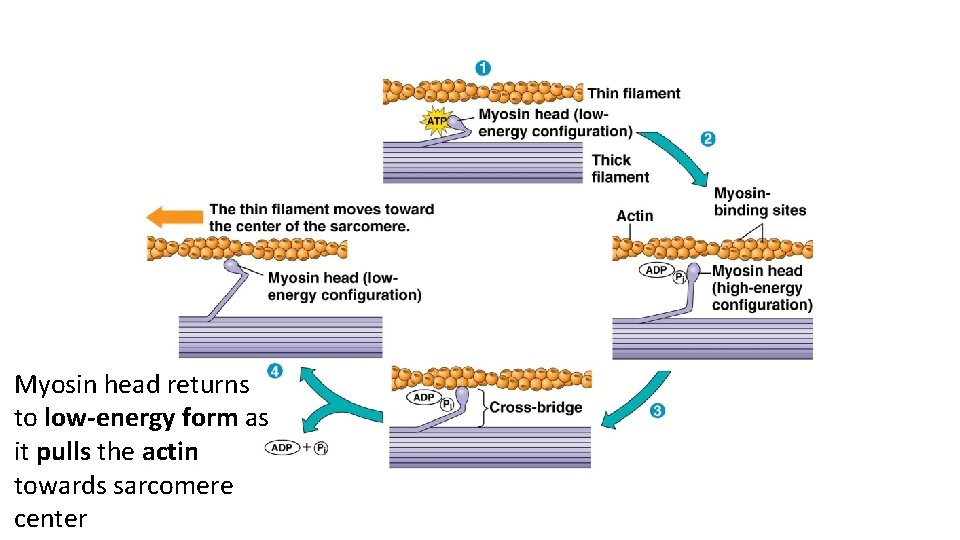 Myosin head returns to low-energy form as it pulls the actin towards sarcomere center