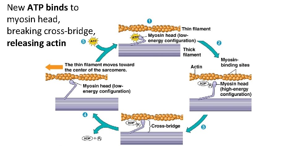 New ATP binds to myosin head, breaking cross-bridge, releasing actin 