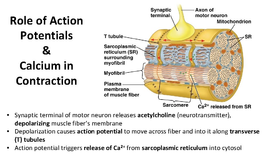 Role of Action Potentials & Calcium in Contraction • Synaptic terminal of motor neuron