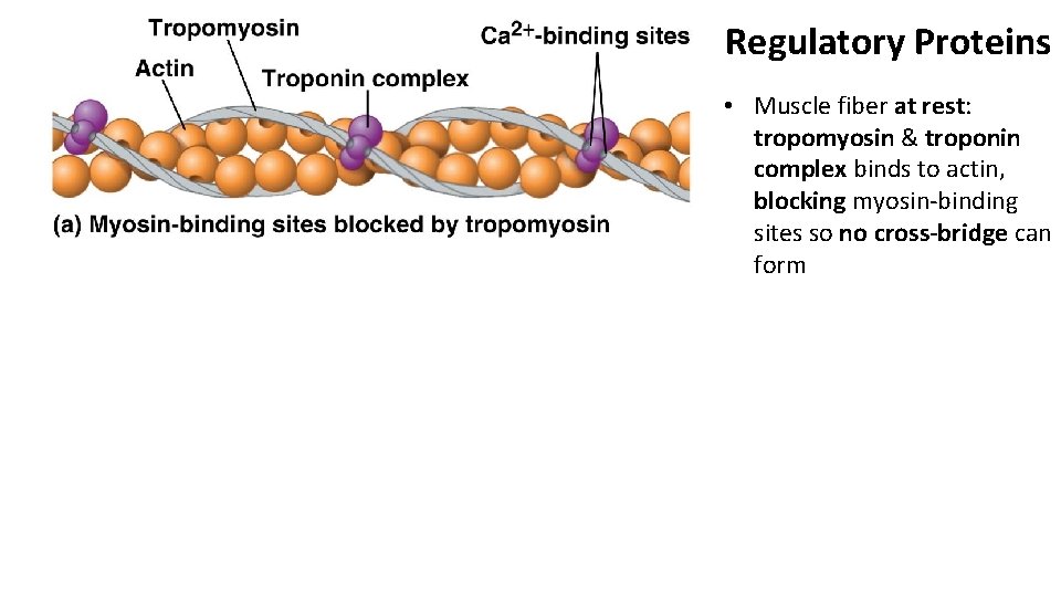 Regulatory Proteins • Muscle fiber at rest: tropomyosin & troponin complex binds to actin,