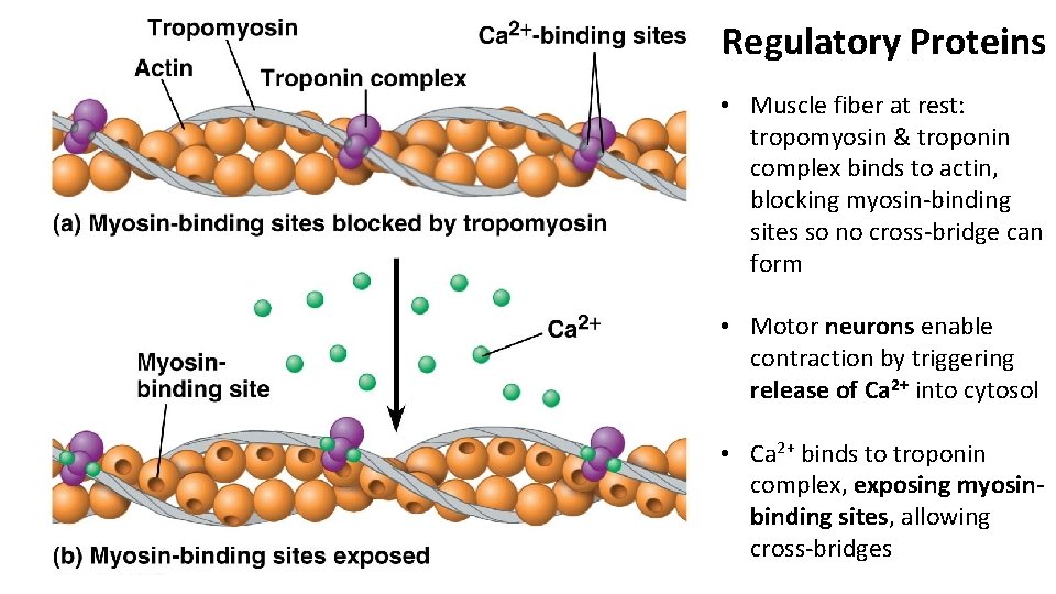 Regulatory Proteins • Muscle fiber at rest: tropomyosin & troponin complex binds to actin,