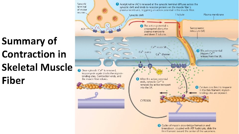 Summary of Contraction in Skeletal Muscle Fiber 