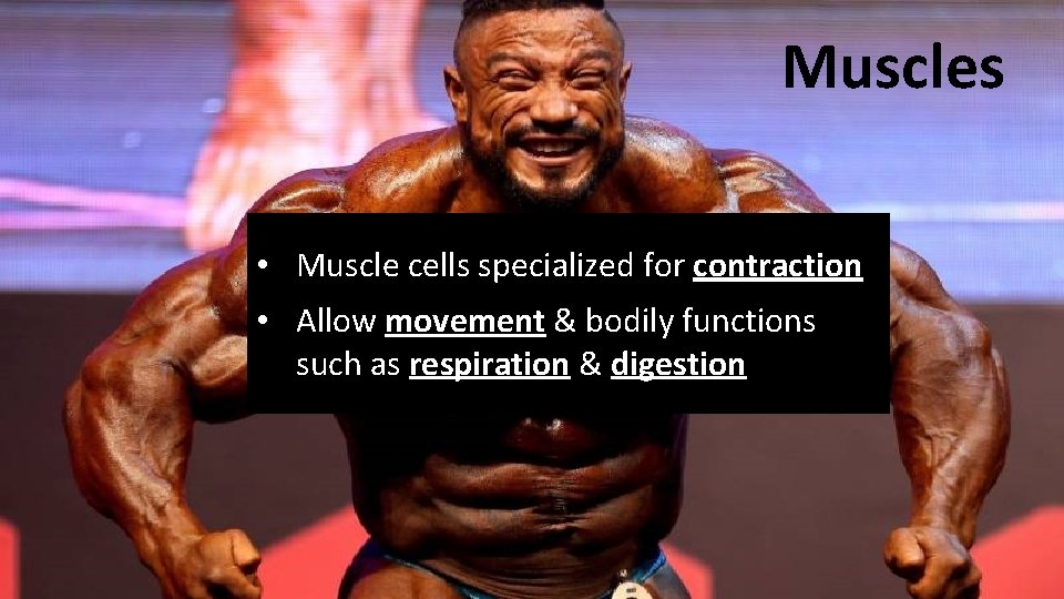 Muscles • Muscle cells specialized for contraction • Allow movement & bodily functions such