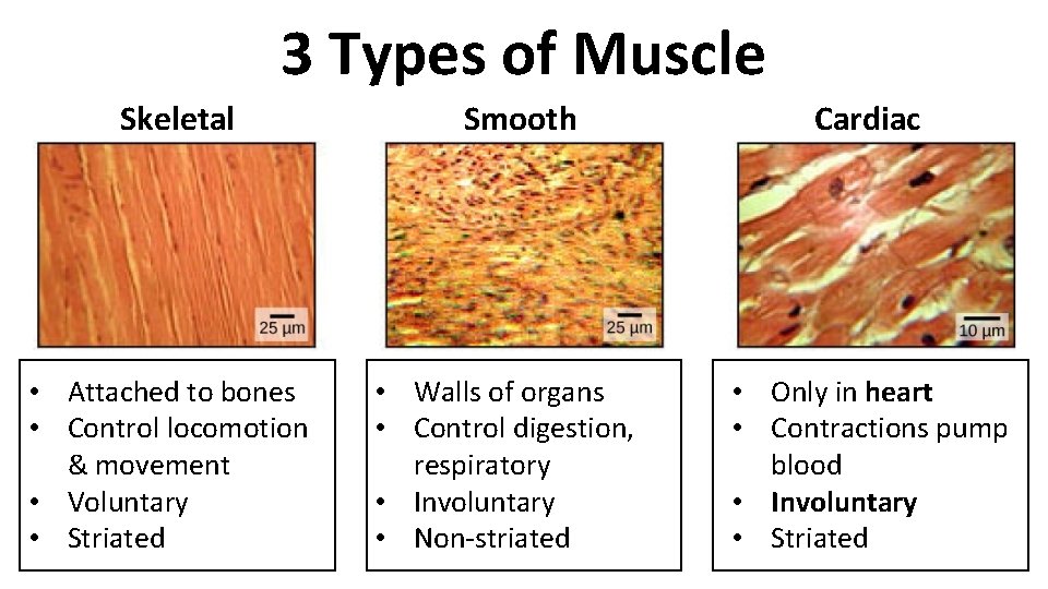 3 Types of Muscle Skeletal • Attached to bones • Control locomotion & movement