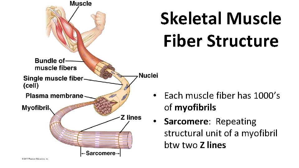 Skeletal Muscle Fiber Structure • Each muscle fiber has 1000’s of myofibrils • Sarcomere: