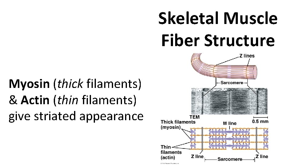 Skeletal Muscle Fiber Structure Myosin (thick filaments) & Actin (thin filaments) give striated appearance