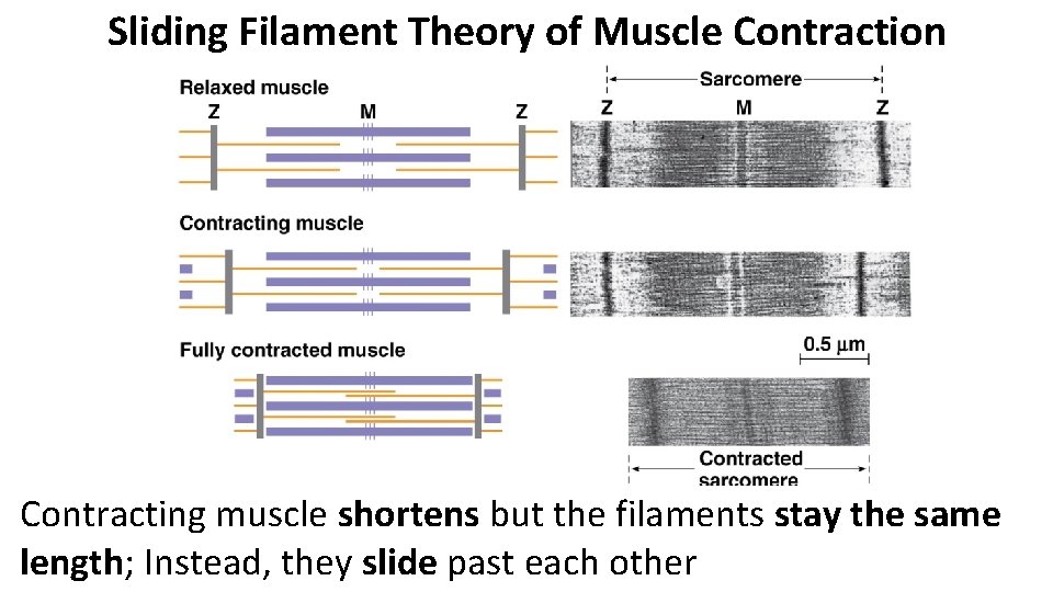Sliding Filament Theory of Muscle Contraction Contracting muscle shortens but the filaments stay the