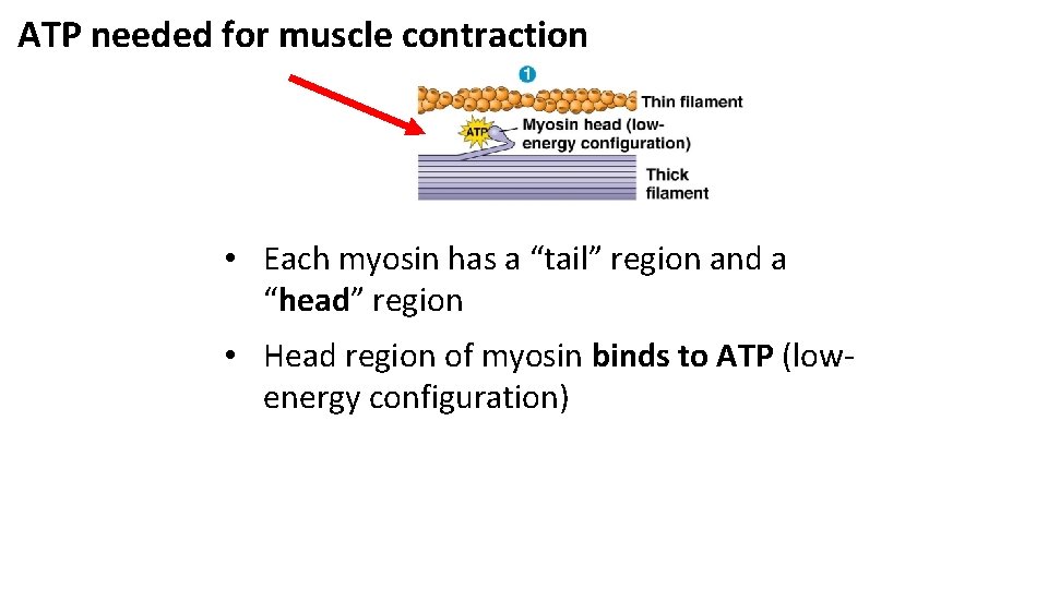 ATP needed for muscle contraction • Each myosin has a “tail” region and a