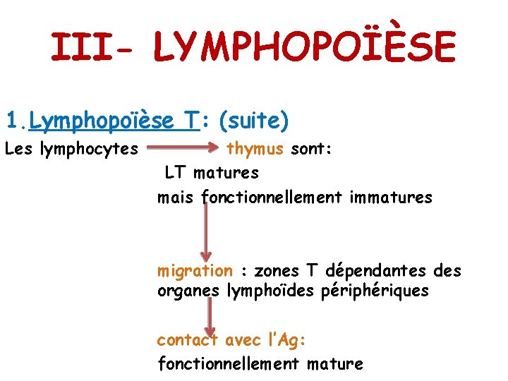 III- LYMPHOPOÏÈSE 1. Lymphopoïèse T: (suite) Les lymphocytes thymus sont: LT matures mais fonctionnellement
