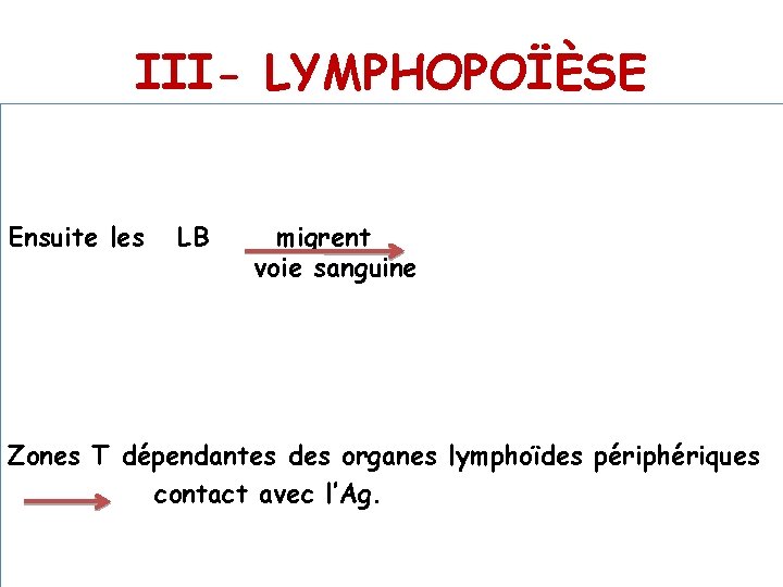 III- LYMPHOPOÏÈSE Ensuite les LB migrent voie sanguine Zones T dépendantes des organes lymphoïdes
