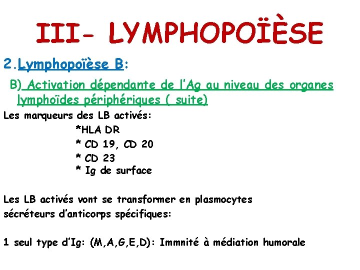 III- LYMPHOPOÏÈSE 2. Lymphopoïèse B: B) Activation dépendante de l’Ag au niveau des organes