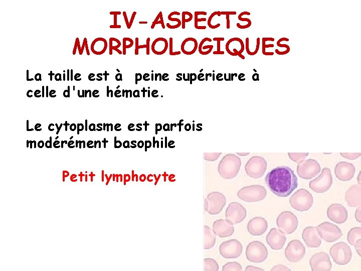 IV-ASPECTS MORPHOLOGIQUES La taille est à peine supérieure à celle d'une hématie. Le cytoplasme