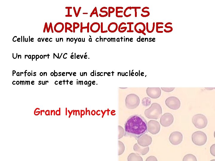 IV-ASPECTS MORPHOLOGIQUES Cellule avec un noyau à chromatine dense Un rapport N/C élevé. Parfois