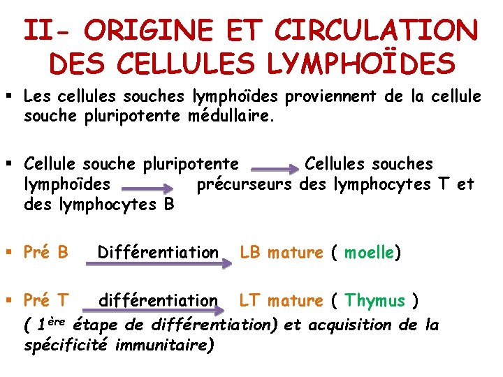 II- ORIGINE ET CIRCULATION DES CELLULES LYMPHOÏDES § Les cellules souches lymphoïdes proviennent de