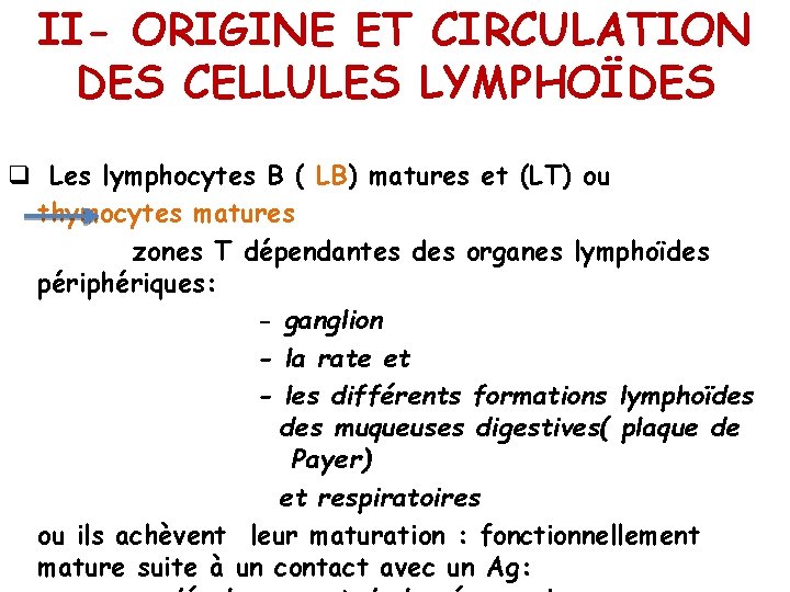 II- ORIGINE ET CIRCULATION DES CELLULES LYMPHOÏDES q Les lymphocytes B ( LB) matures