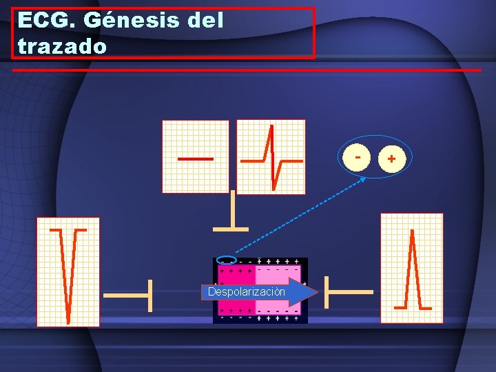 ECG. Génesis del trazado - Despolarizaciòn + 