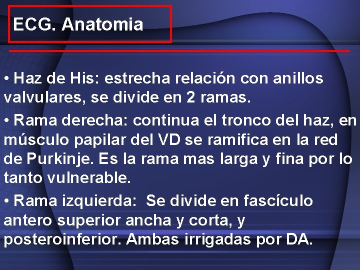 ECG. Anatomia • Haz de His: estrecha relación con anillos valvulares, se divide en