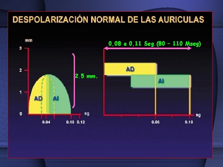 0, 08 a 0, 11 Seg. (80 – 110 Mseg) 2. 5 mm. 