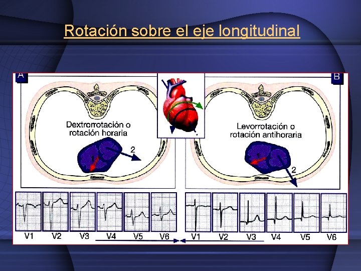 Rotación sobre el eje longitudinal 