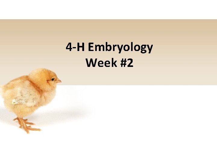 4 -H Embryology Week #2 