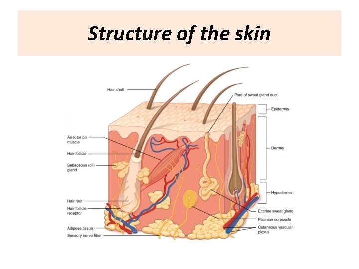 Structure of the skin 