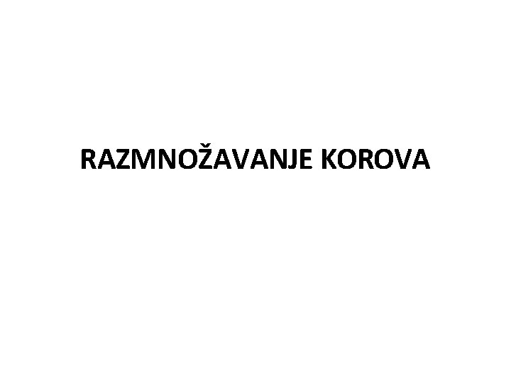 RAZMNOŽAVANJE KOROVA 