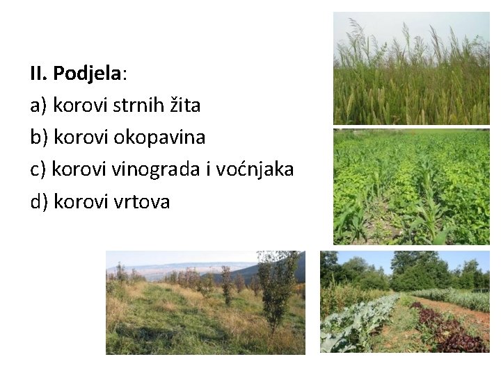 II. Podjela: a) korovi strnih žita b) korovi okopavina c) korovi vinograda i voćnjaka