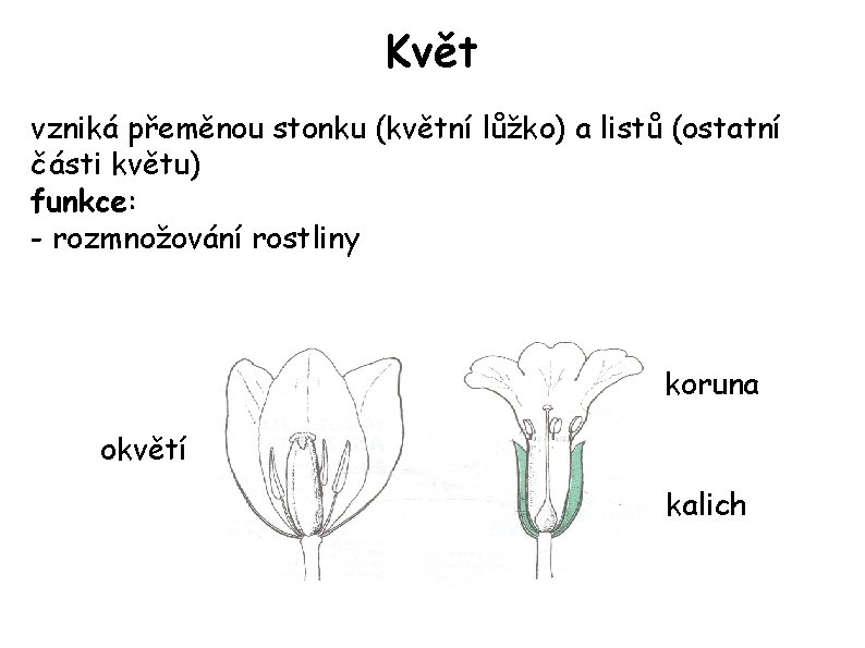 Květ vzniká přeměnou stonku (květní lůžko) a listů (ostatní části květu) funkce: - rozmnožování
