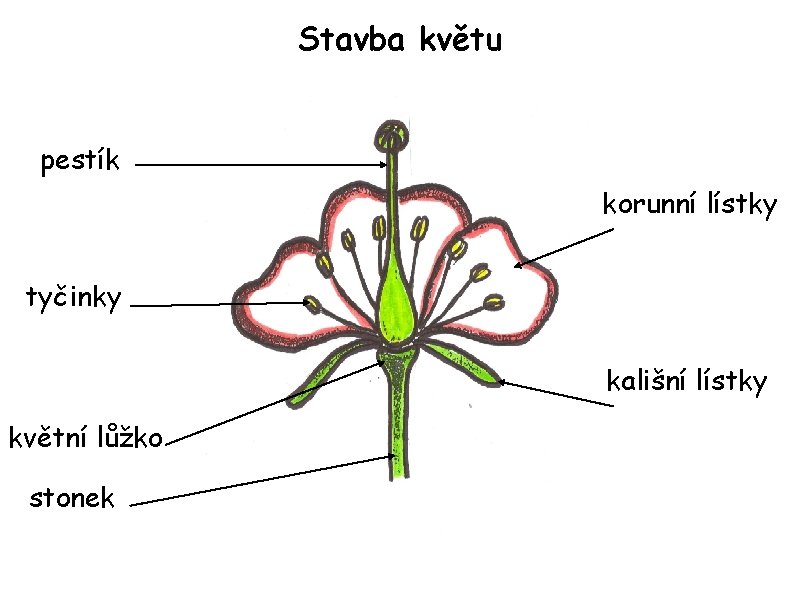 Stavba květu pestík korunní lístky tyčinky kališní lístky květní lůžko stonek 