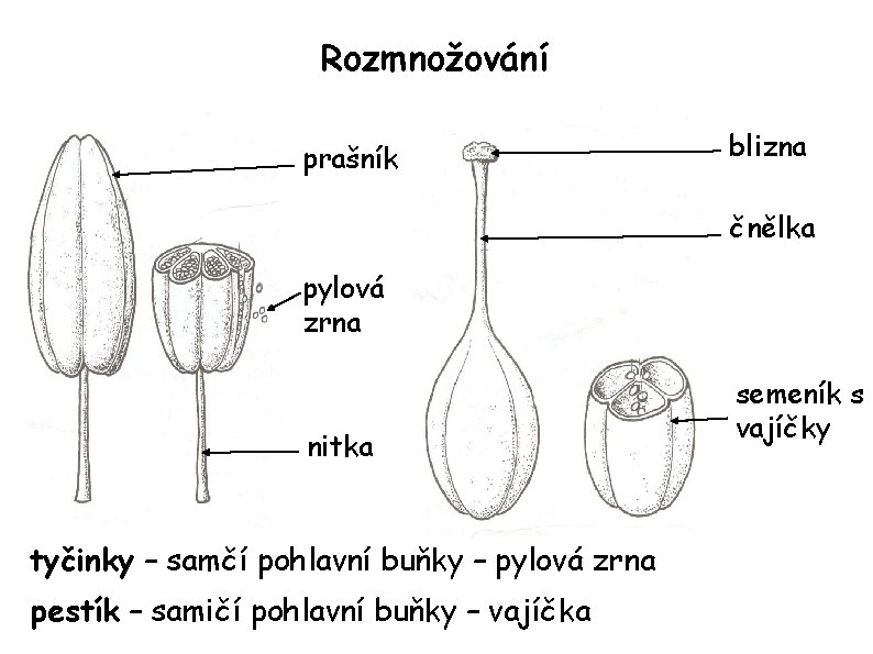 Rozmnožování prašník blizna čnělka pylová zrna nitka tyčinky – samčí pohlavní buňky – pylová