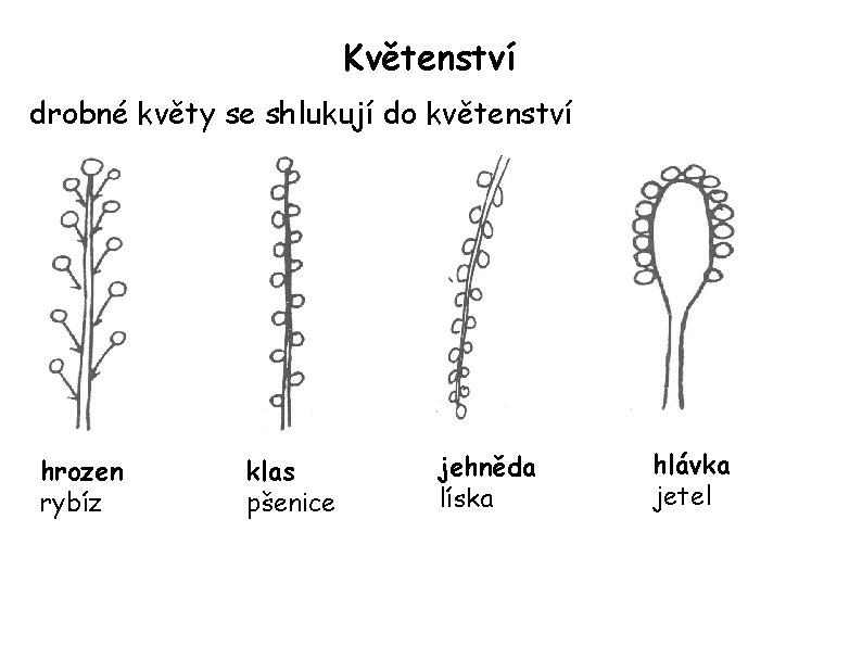 Květenství drobné květy se shlukují do květenství hrozen rybíz klas pšenice jehněda líska hlávka