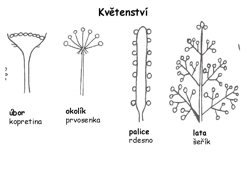 Květenství úbor kopretina okolík prvosenka palice rdesno lata šeřík 