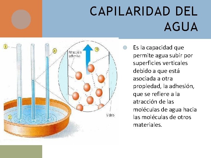 CAPILARIDAD DEL AGUA Es la capacidad que permite agua subir por superficies verticales debido