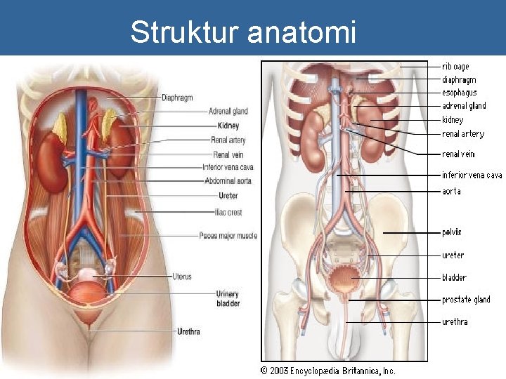 Struktur anatomi 