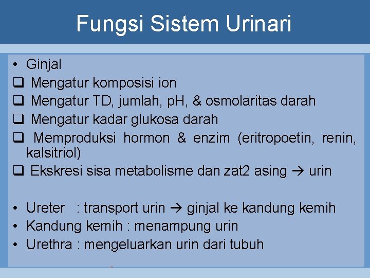 Fungsi Sistem Urinari • Ginjal q Mengatur komposisi ion q Mengatur TD, jumlah, p.