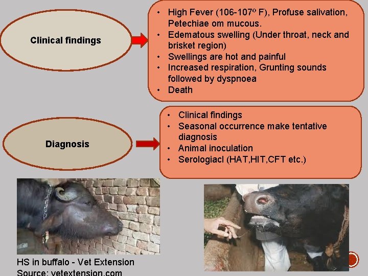 Clinical findings Diagnosis HS in buffalo - Vet Extension • High Fever (106 -107º