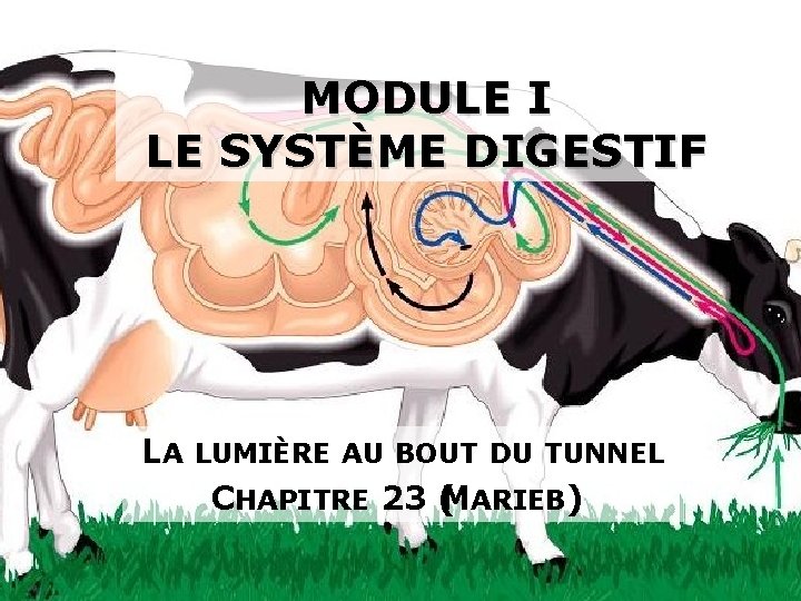 MODULE I LE SYSTÈME DIGESTIF LA LUMIÈRE AU BOUT DU TUNNEL CHAPITRE 23 (MARIEB)