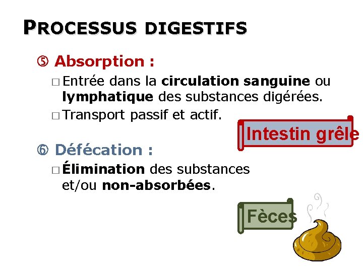PROCESSUS DIGESTIFS Absorption : � Entrée dans la circulation sanguine ou lymphatique des substances