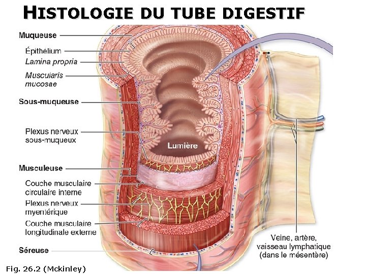 HISTOLOGIE DU TUBE DIGESTIF Fig. 26. 2 (Mckinley) 