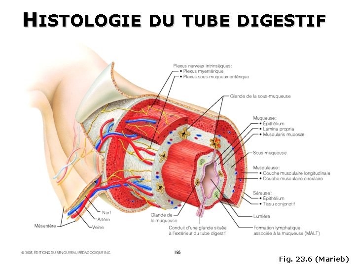 HISTOLOGIE DU TUBE DIGESTIF Fig. 23. 6 (Marieb) 