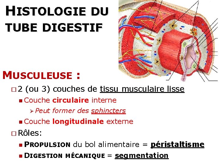 HISTOLOGIE DU TUBE DIGESTIF 20 MUSCULEUSE : � 2 (ou 3) couches de tissu