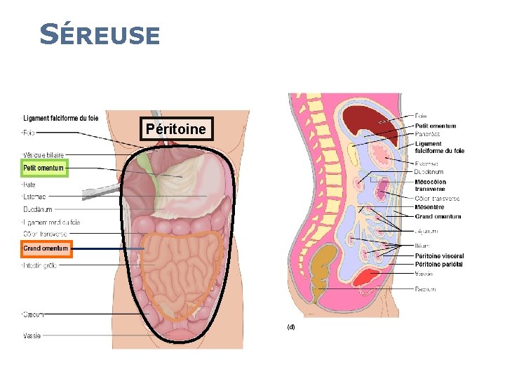 SÉREUSE 22 Péritoine 