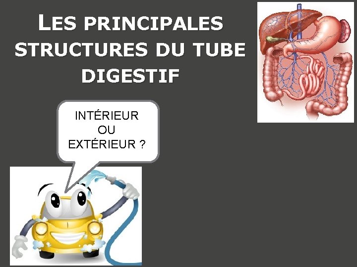 LES PRINCIPALES STRUCTURES DU TUBE DIGESTIF INTÉRIEUR OU EXTÉRIEUR ? 