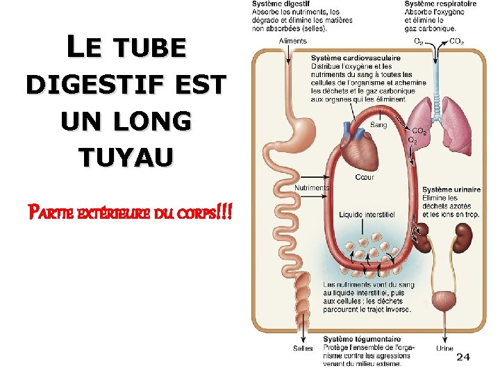 LE TUBE 24 DIGESTIF EST UN LONG TUYAU PARTIE EXTÉRIEURE DU CORPS!!! 24 