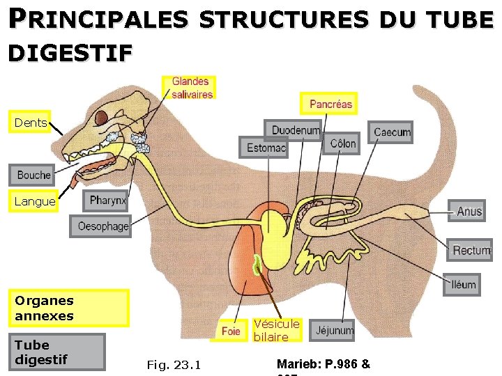 PRINCIPALES STRUCTURES DU TUBE DIGESTIF Dents Langue Organes annexes Tube digestif Vésicule bilaire Fig.