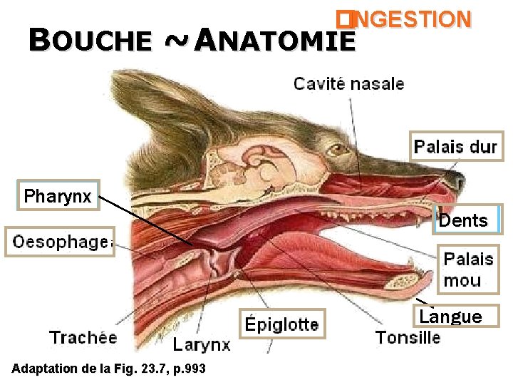 �INGESTION BOUCHE ~ ANATOMIE 26 Pharynx Dents Langue Adaptation de la Fig. 23. 7,