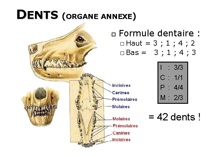 DENTS (ORGANE ANNEXE) 28 Formule dentaire : � Haut =3; 1; 4; 2 �