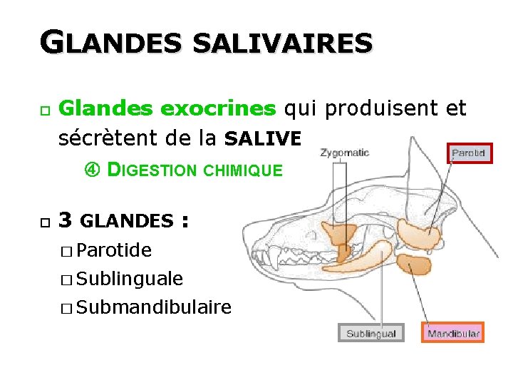 GLANDES SALIVAIRES 30 Glandes exocrines qui produisent et sécrètent de la SALIVE DIGESTION CHIMIQUE